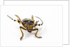 Head on view of Long Horned Beetle by Anonymous