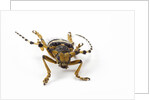 Head on view of Long Horned Beetle by Anonymous