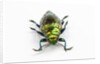 Face on view of Jewel Beetle Chrysodema smaragdula by Anonymous