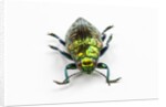 Face on view of Jewel Beetle Chrysodema smaragdula by Anonymous
