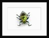 Face on view of Jewel Beetle Chrysodema smaragdula by Anonymous