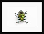 Face on view of Jewel Beetle Chrysodema smaragdula by Anonymous