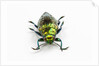 Face on view of Jewel Beetle Chrysodema smaragdula by Anonymous
