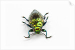 Face on view of Jewel Beetle Chrysodema smaragdula by Anonymous