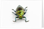 Face on view of Jewel Beetle Chrysodema smaragdula by Anonymous