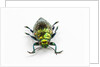 Face on view of Jewel Beetle Chrysodema smaragdula by Anonymous