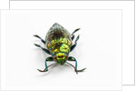 Face on view of Jewel Beetle Chrysodema smaragdula by Anonymous