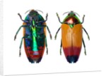 Jewel Beetle Metaxymorpha nigrofasicata by Anonymous