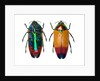 Jewel Beetle Metaxymorpha nigrofasicata by Anonymous