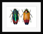 Jewel Beetle Metaxymorpha nigrofasicata by Anonymous