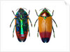 Jewel Beetle Metaxymorpha nigrofasicata by Anonymous