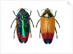 Jewel Beetle Metaxymorpha nigrofasicata by Anonymous