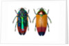 Jewel Beetle Metaxymorpha nigrofasicata by Anonymous