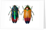 Jewel Beetle Metaxymorpha nigrofasicata by Anonymous