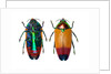 Jewel Beetle Metaxymorpha nigrofasicata by Anonymous