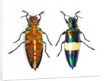 Jewel Beetle Chrysochroa toulgoeti from Malaysia by Anonymous