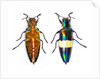 Jewel Beetle Chrysochroa toulgoeti from Malaysia by Anonymous