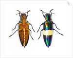 Jewel Beetle Chrysochroa toulgoeti from Malaysia by Anonymous