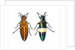 Jewel Beetle Chrysochroa toulgoeti from Malaysia by Anonymous
