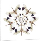 Circular design of Pyrops horsfieldii winged insect in white and blacks by Anonymous