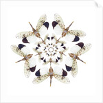 Circular design of Pyrops horsfieldii winged insect in white and blacks by Anonymous