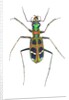 Small colorful beetle from Korea Cicindela chinensis by Anonymous