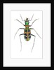 Small colorful beetle from Korea Cicindela chinensis by Anonymous