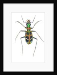 Small colorful beetle from Korea Cicindela chinensis by Anonymous
