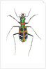 Small colorful beetle from Korea Cicindela chinensis by Anonymous