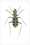 Small colorful beetle from Korea Cicindela chinensis by Anonymous