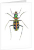 Small colorful beetle from Korea Cicindela chinensis by Anonymous