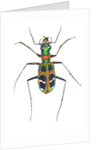 Small colorful beetle from Korea Cicindela chinensis by Anonymous