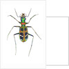 Small colorful beetle from Korea Cicindela chinensis by Anonymous