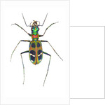 Small colorful beetle from Korea Cicindela chinensis by Anonymous