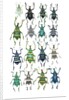 Poster with variations of Beetles Eupholus by Anonymous