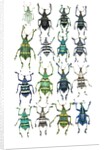Poster with variations of Beetles Eupholus by Anonymous