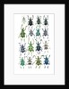 Poster with variations of Beetles Eupholus by Anonymous