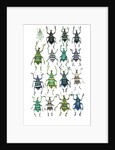 Poster with variations of Beetles Eupholus by Anonymous