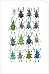 Poster with variations of Beetles Eupholus by Anonymous