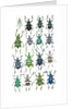Poster with variations of Beetles Eupholus by Anonymous