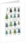 Poster with variations of Beetles Eupholus by Anonymous