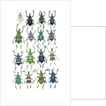 Poster with variations of Beetles Eupholus by Anonymous