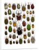 Flower Beetle Poster Cetonidae by Anonymous