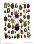 Flower Beetle Poster Cetonidae by Anonymous