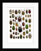 Flower Beetle Poster Cetonidae by Anonymous