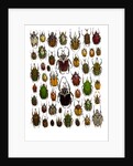 Flower Beetle Poster Cetonidae by Anonymous