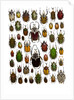 Flower Beetle Poster Cetonidae by Anonymous