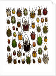 Flower Beetle Poster Cetonidae by Anonymous