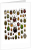 Flower Beetle Poster Cetonidae by Anonymous