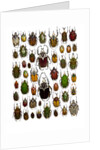 Flower Beetle Poster Cetonidae by Anonymous
